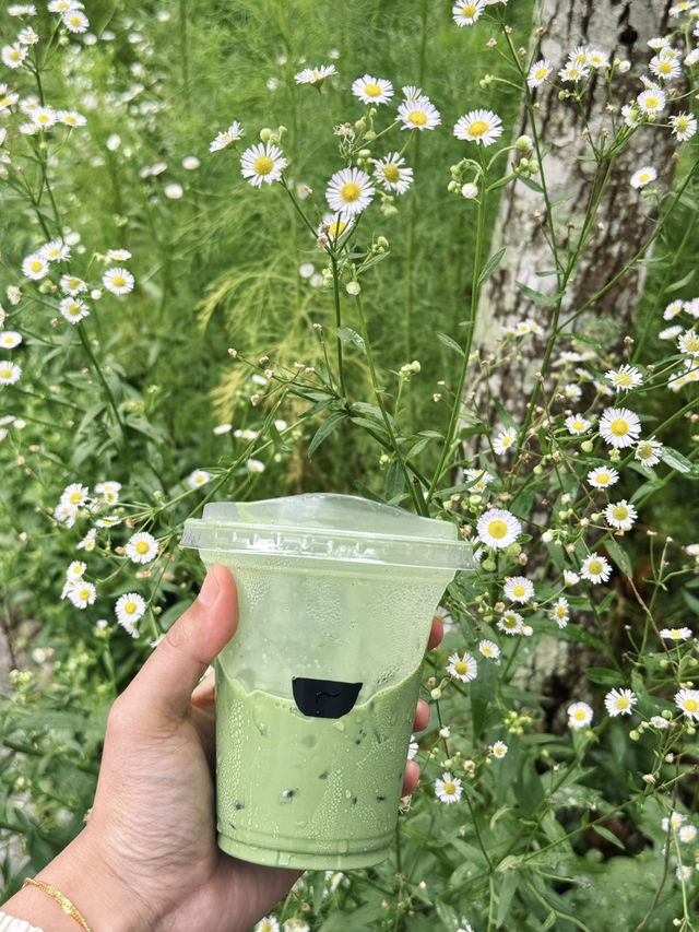 WTF COFFEE CAMP คาเฟ่น้ำตกที่สวยที่สุด ⛰️