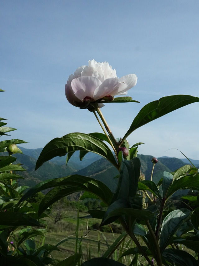🌄 熊野古道・高原展望所 🌄 熊野古道・高原展望所
