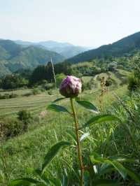 🌄 熊野古道・高原展望所