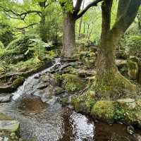🌸⛰️ Yangming Park – The Heart of Yangmingshan 🌳✨