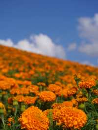 様々な絶景お花畑が見られる東京ドイツ村