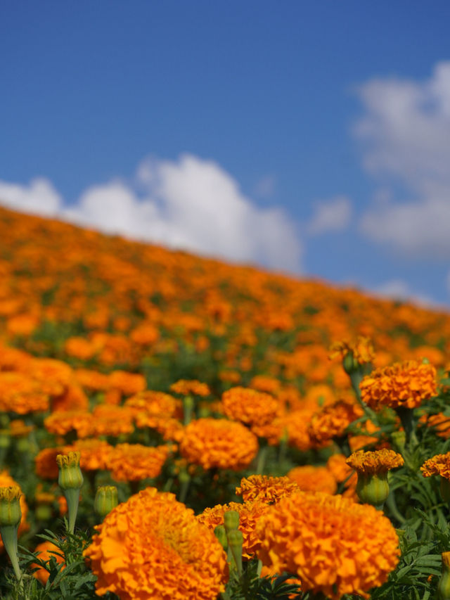 様々な絶景お花畑が見られる東京ドイツ村