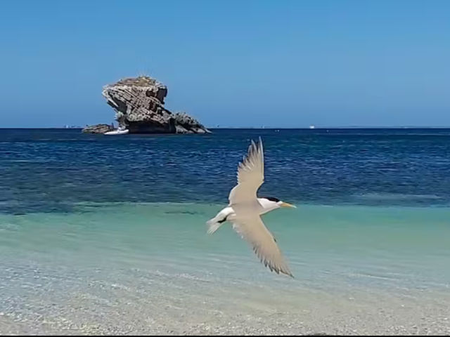 Quokkas, Beaches, and Pure Island Bliss at Rottnest
