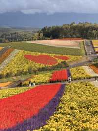 【北海道】美瑛で四季折々の花畑を満喫🌼🌿