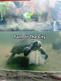 Farm In The City: A Must-Visit Family Adventure with Diverse Animals