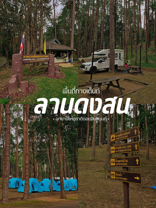⛺️ ลานดงสน | จุดกางเต็นท์ยอดนิยม