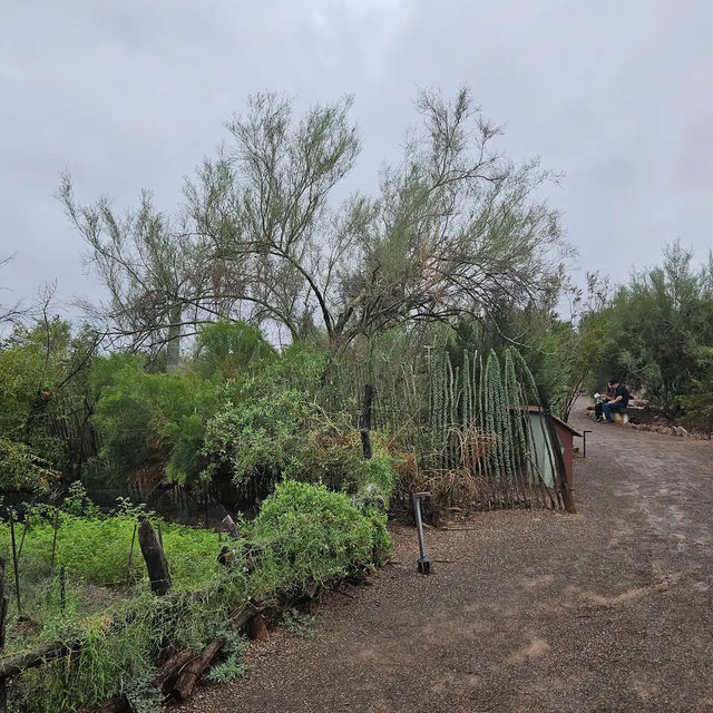 Desert Botanical Garden