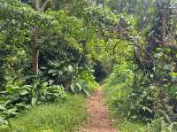 Waitavala Natural Rock Waterslide
