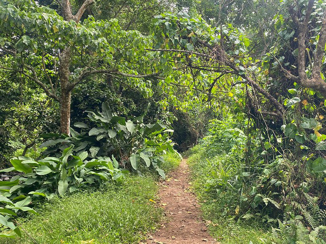 Waitavala Natural Rock Waterslide