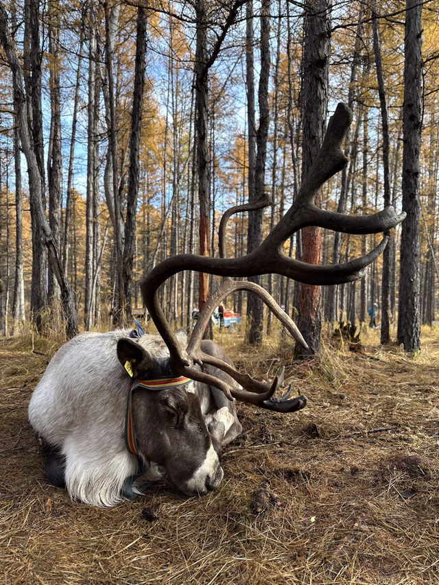 秋日森林秘境遇見野鹿🦌