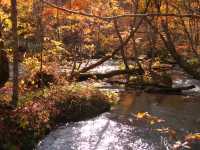 青森小眾秘境！奧入瀨溪流14公裡絕美徒步攻略🚶‍♀