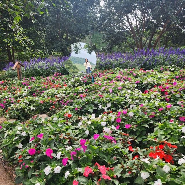 Mae Rim Flower Power: Hydrangea Selfie Spots & Insta Garden Magic 🌸🌦️ Mae Rim Flower Power: Hydrangea Selfie Spots & Insta Garden Magic 🌸🌦️