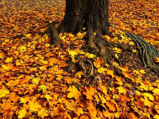 🍁✨ Fall in Trinity Bellwoods Park — Toronto’s Cozy Autumn Escape