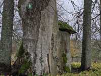 Turaida Castle Turaidas pils