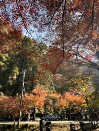 高千穗峽的🍁楓葉美到爆炸：一日遊看完我直接重刷人生