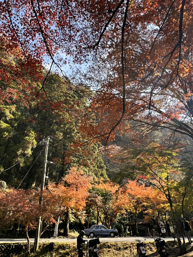 高千穗峽的🍁楓葉美到爆炸：一日遊看完我直接重刷人生