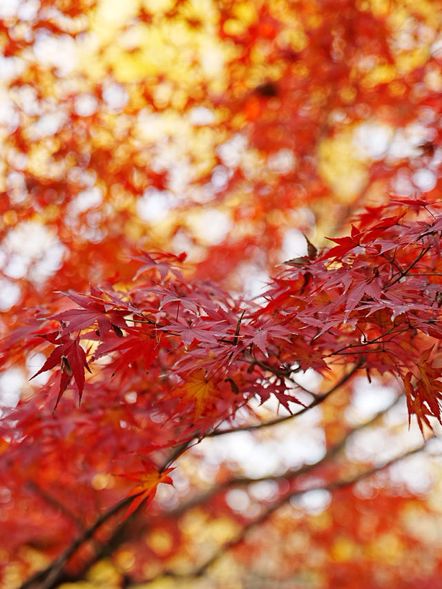 【拙政园】蘇州の秋を象徴するような🍁穏やかで美しい時間でした🍁 【拙政园】蘇州の秋を象徴するような🍁穏やかで美しい時間でした🍁