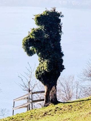 基姆高阿爾卑斯山