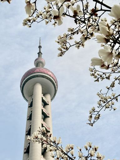 A March Stroll in Lujiazui: Skyscrapers and Blooming Magnolias