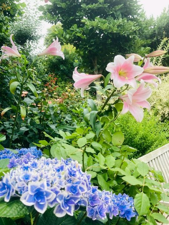 A Hydrangea-Viewing Trip to Visit in June [More Than Just Roses