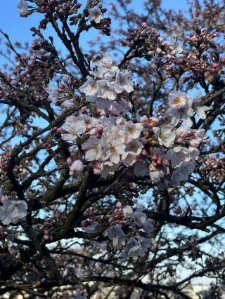 Rosengarten Bern 伯恩市最美的觀景點
