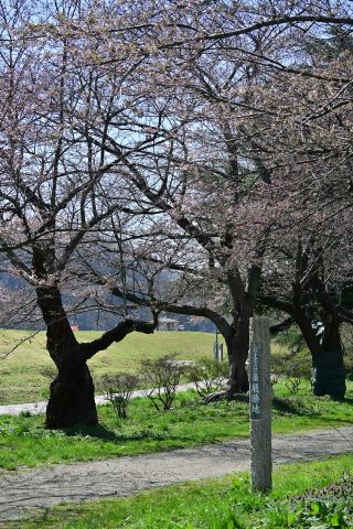 岩手の隠れた桜の名所！北上展勝地——東北三大桜名所の一つ、2km続く桜並木のトンネルが美しすぎて足が止まりました。