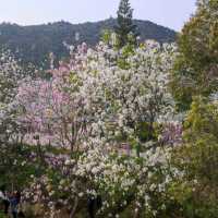 大嶼山深度遊 驚喜處處