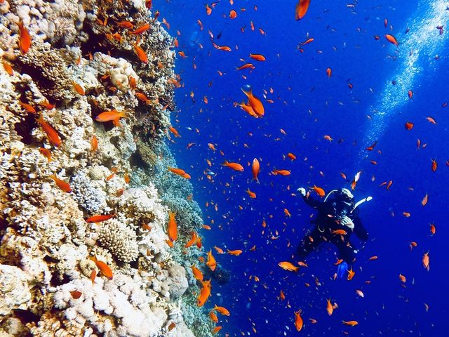 【バックパッカーの沈没地】ダハブでダイビング