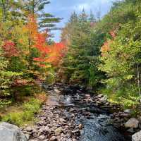 A Vibrant Journey through Autumn Foliage🍁