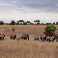 three days safari ngorongoro crater 