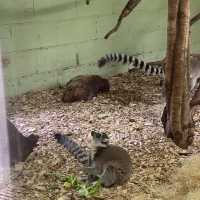 아일랜드 더블린 동물원, Dublin Zoo