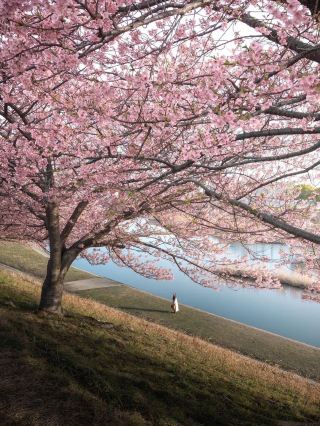오토 강