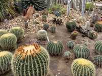🌿🌵botanical Garden เล็กๆ ที่เมืองเดรเบเซนฮังการี