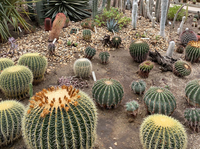 🌿🌵botanical Garden เล็กๆ ที่เมืองเดรเบเซนฮังการี