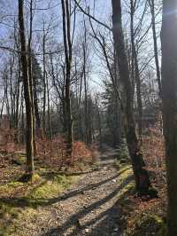Into the woods