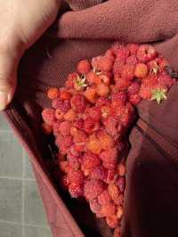 Foraging Adventure in Finnish National Park 🇫🇮 🍓🍄🌲