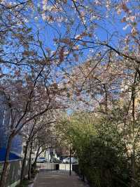 🌸 Cherry Blossom Serenity in Swiss Cottage, London