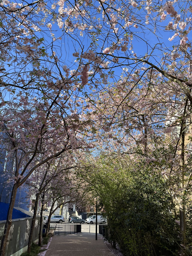 🌸 Cherry Blossom Serenity in Swiss Cottage, London
