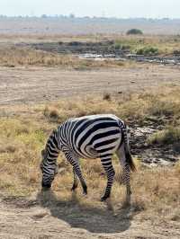 Nairobi National Park – Wildlife on the City’s Edge 🦏