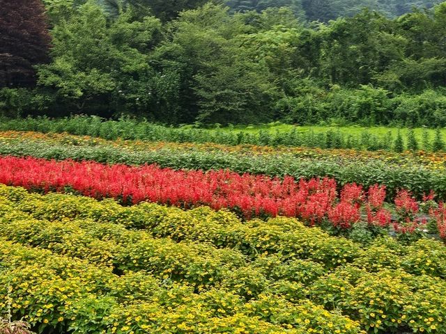 Fujikawaguchiko: A Peaceful Escape at the Foot of Mt. Fuji