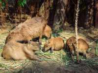 A Wild Day Out: Visiting Chiang Mai Zoo in Northern Thailand