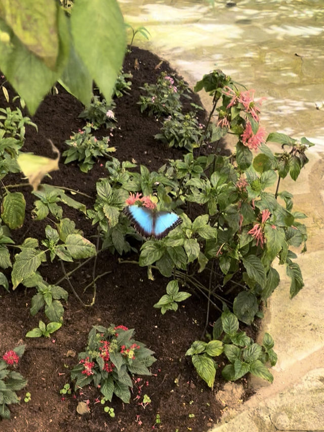 A World full of Purple Flowers and Butterflies🦋💜