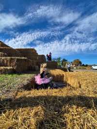 Pumpkin picking at Clackmae Farm