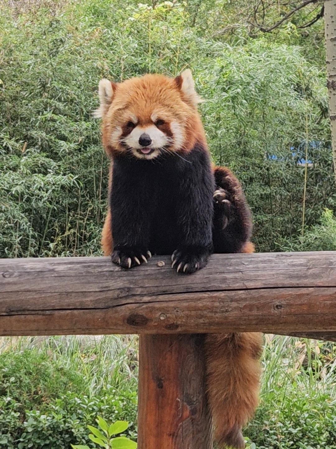 Обязателен к посещению в Пекине Wildlife Park: как доехать самому и что посмотреть