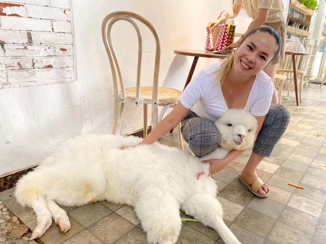 Fluffy ALPACAS in Chengdu 🇨🇳