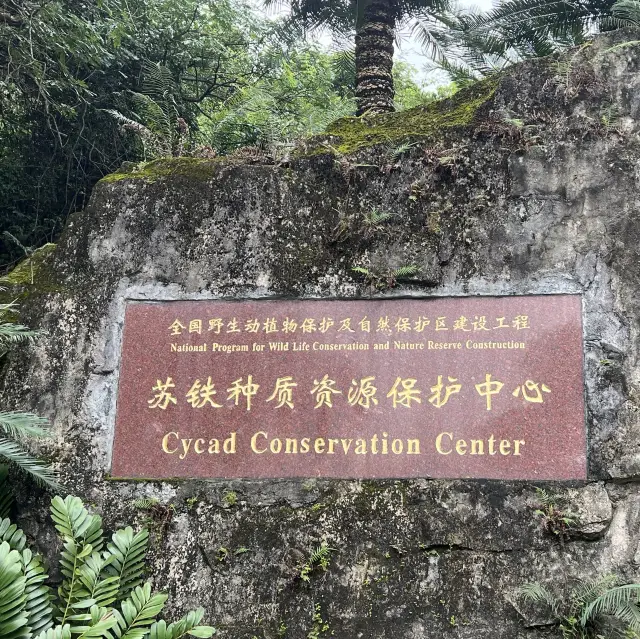 深圳仙湖植物園：蘇鐵之旅