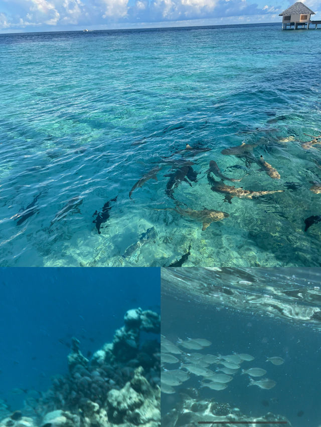 Mahe Island Travel Guide 1