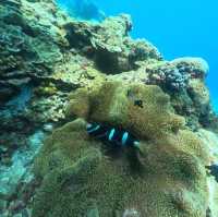 Down in the deep blue sea, my first Scuba