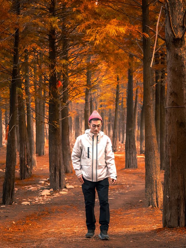 巧了！拍了國家地理同款水上落羽紅杉林