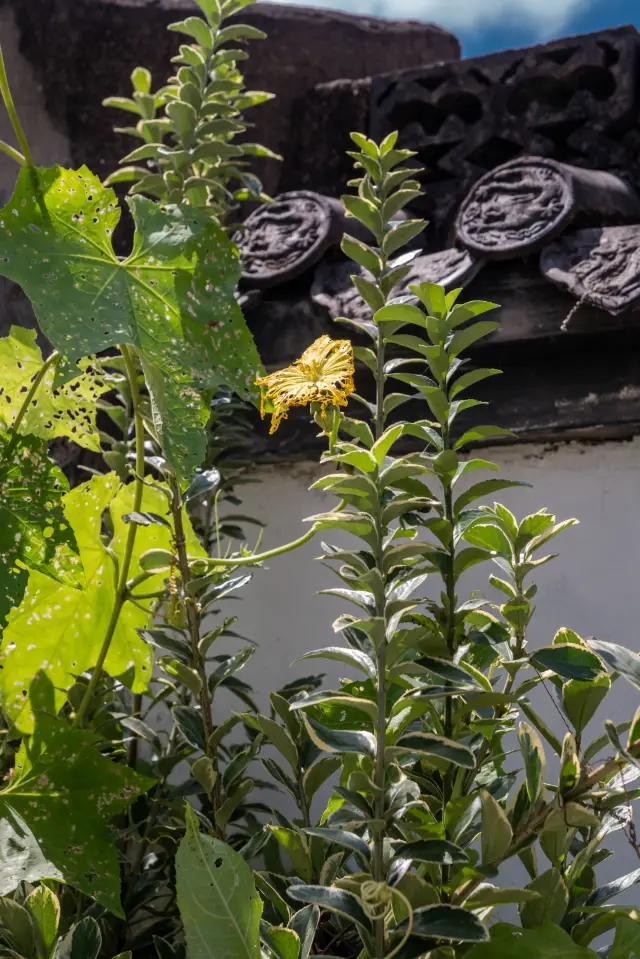 China's most beautiful village: Wuyuan Zhang Village